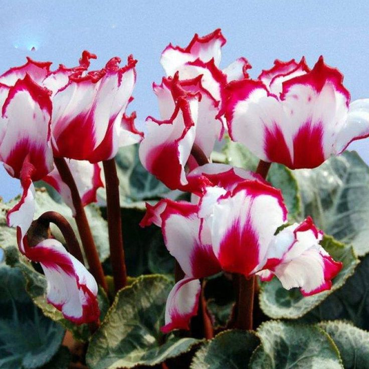 Red White Cyclamen Flower seeds for Planting - Seasonal Bloomer, Heirloom & GMO Free Seeds for Home Garden
