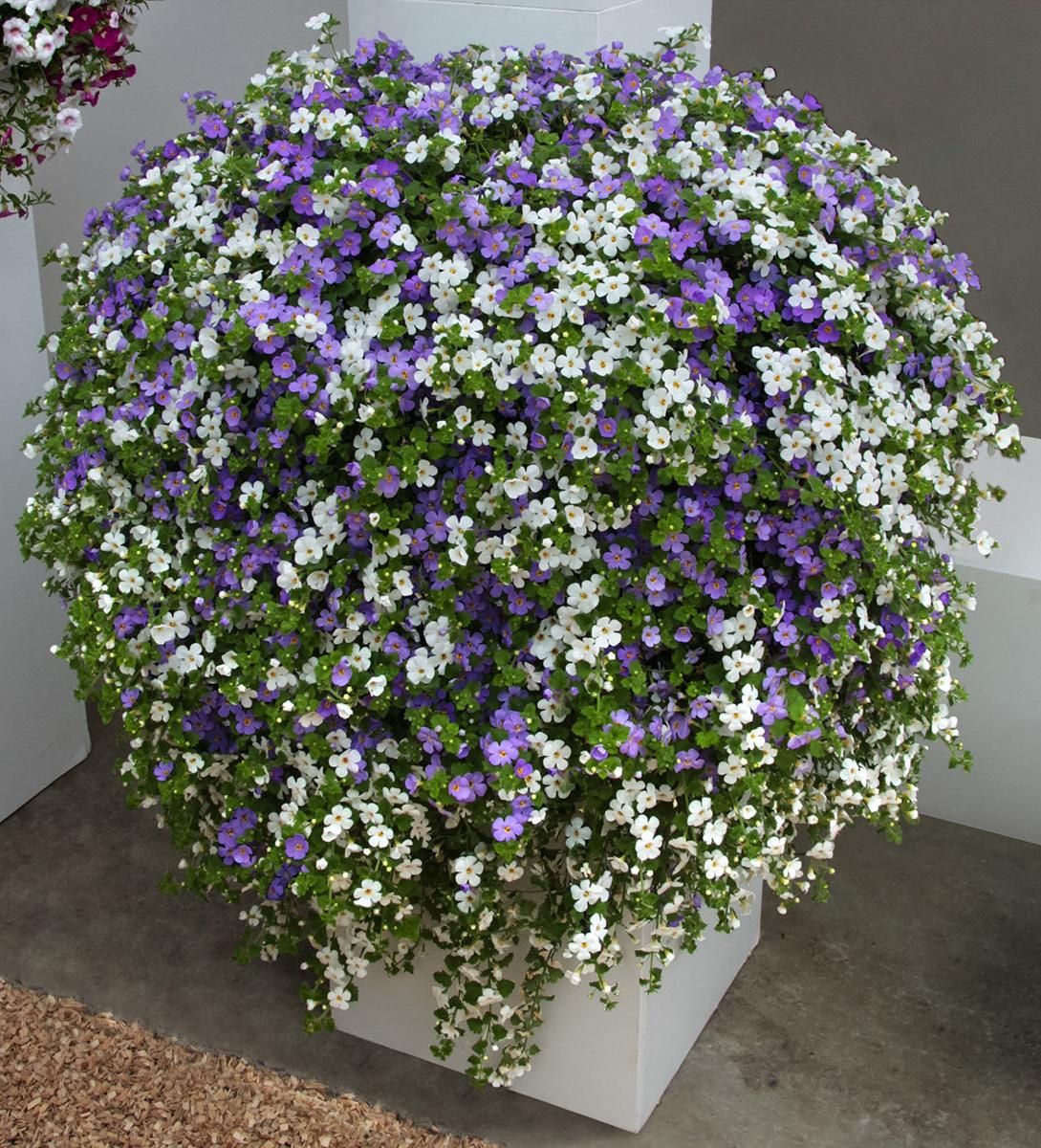 Mixed Bacopa Utopia Flower seeds for Planting - Long Bloom Season, Heirloom & GMO Free Seeds for Home Garden