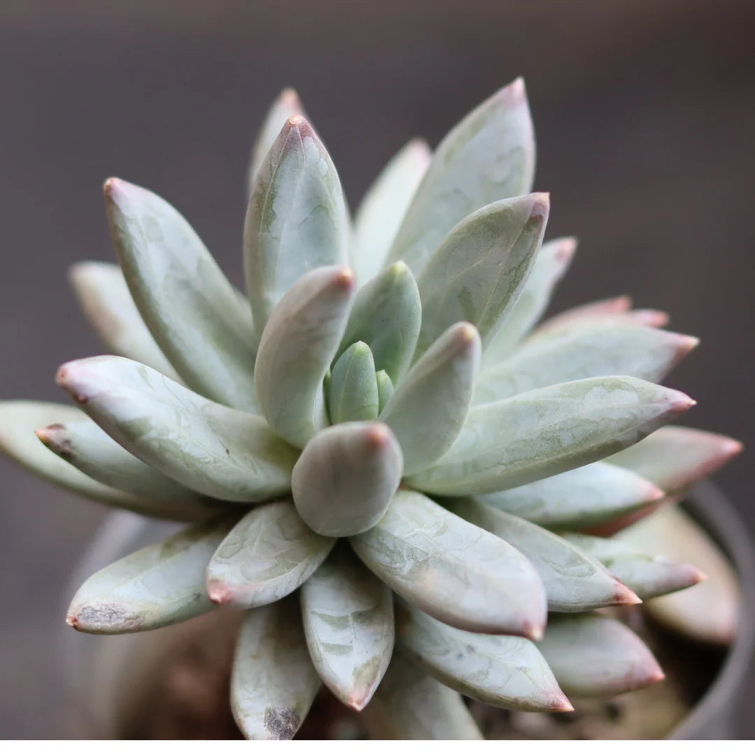 Pachyphytum Flower seeds for Planting Perfect for Borders Heirloom & GMO Free Seeds for Home Garden