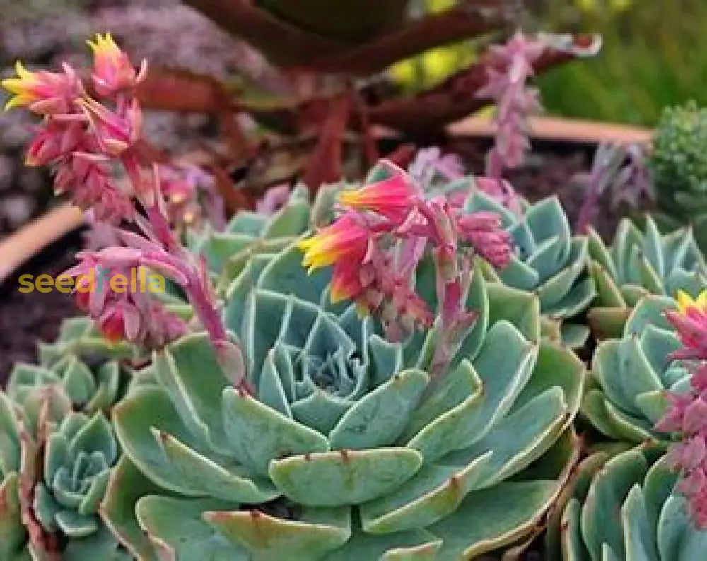 Echeveria Flowering Seeds Collection - Succulent Planting Pack Plant Seeds