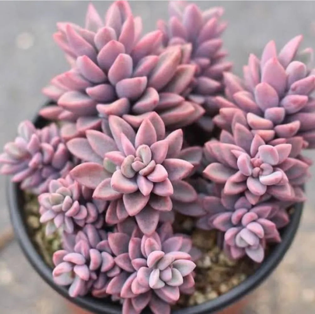 Echeveria Rezry Seeds for Planting - Grow Unique Succulent Plants