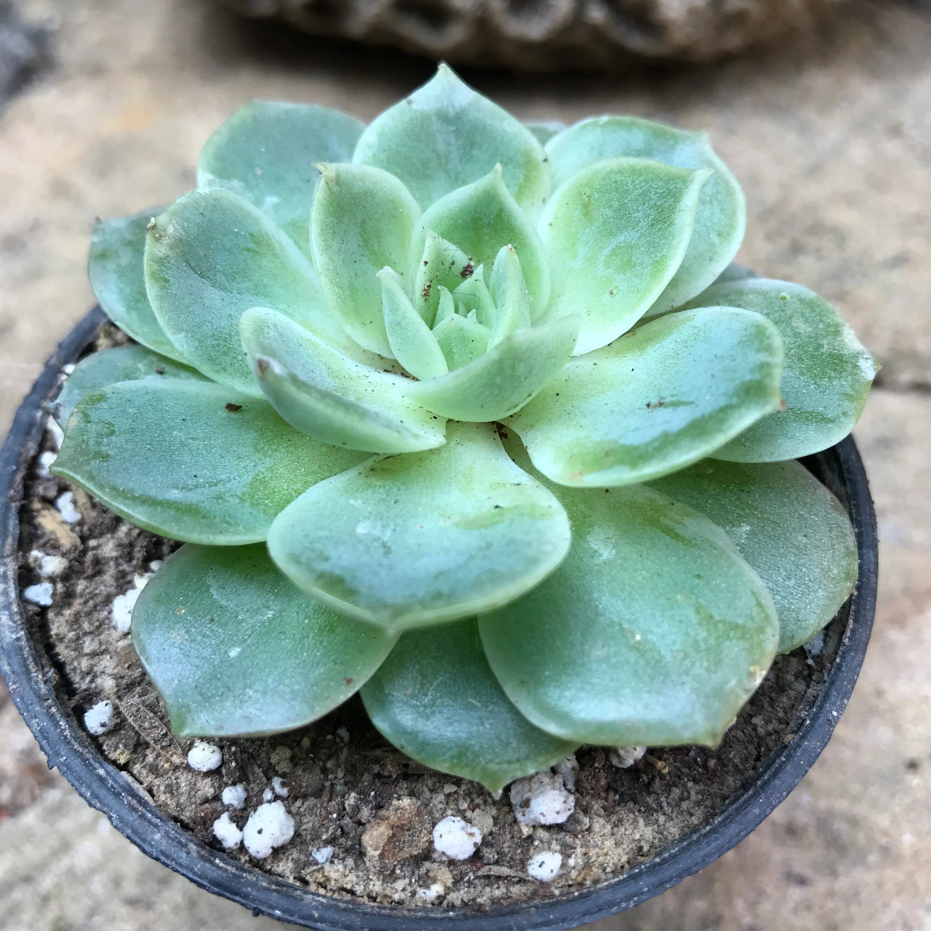 Succulent Flower seeds for Planting Sun Loving Heirloom & GMO Free Seeds for Home Garden