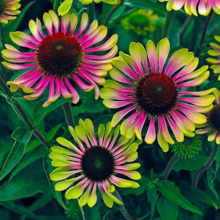 Green ConeFlower seeds for Planting - Perfect for Borders, Heirloom & GMO Free Seeds for Home Garden Sale