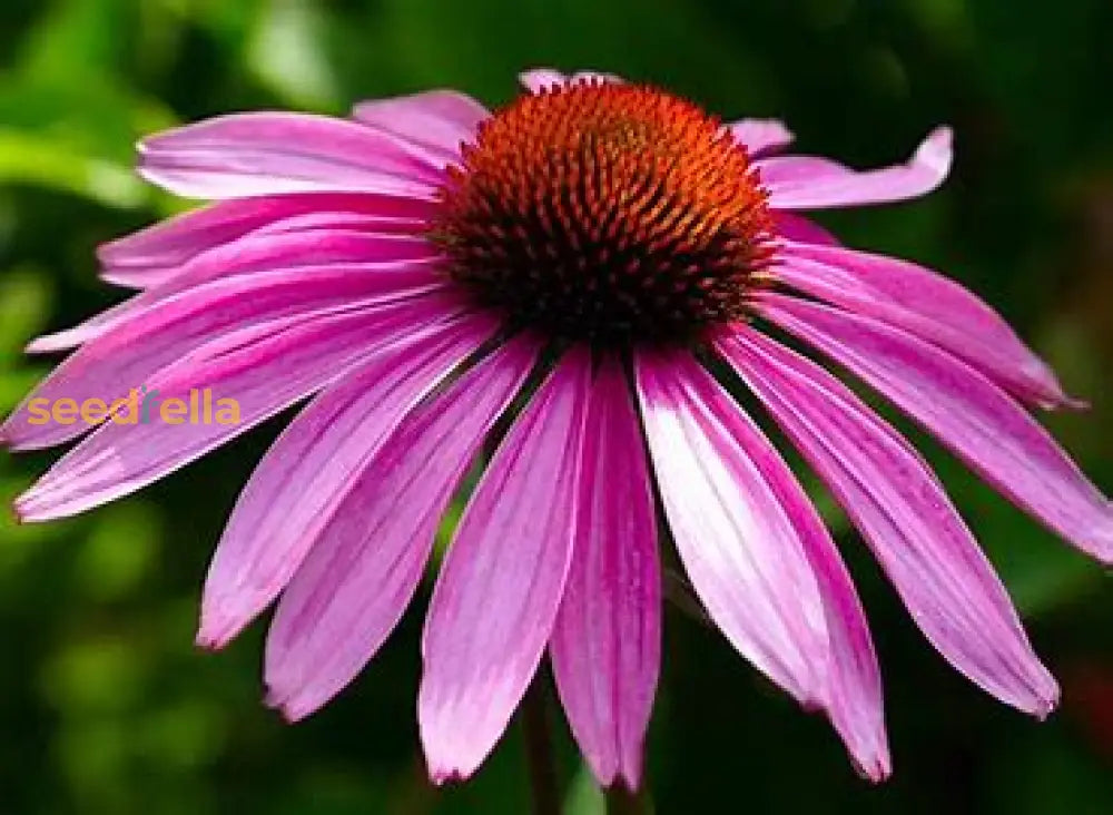 Echinacea Planting Seeds - Grow Beautiful Coneflower Blooms Flower
