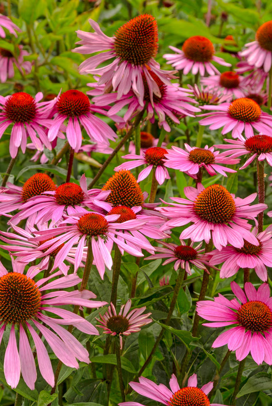 Garden Perennial Flower Seeds for Planting - Beautiful Year-Round Garden Blooms - Evergrowseeds