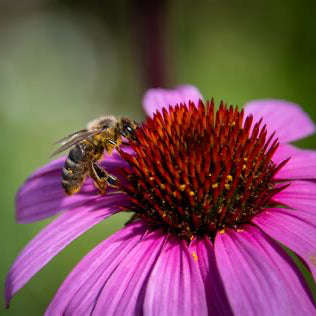 Echinacea Herb Seeds – Organic Medicinal Flower for Home Gardens