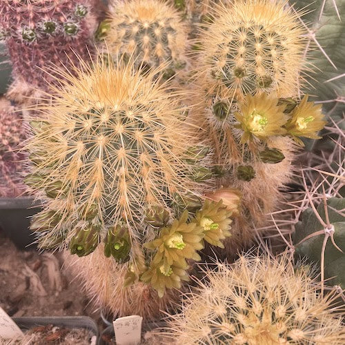 Red Echinocereus Russanthus Flower seeds for Planting - Premium Quality, Heirloom & GMO Free Seeds for Home Garden