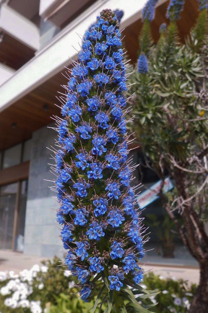 Blue Fastuosum Flower Seeds: Planting Guide & Tips