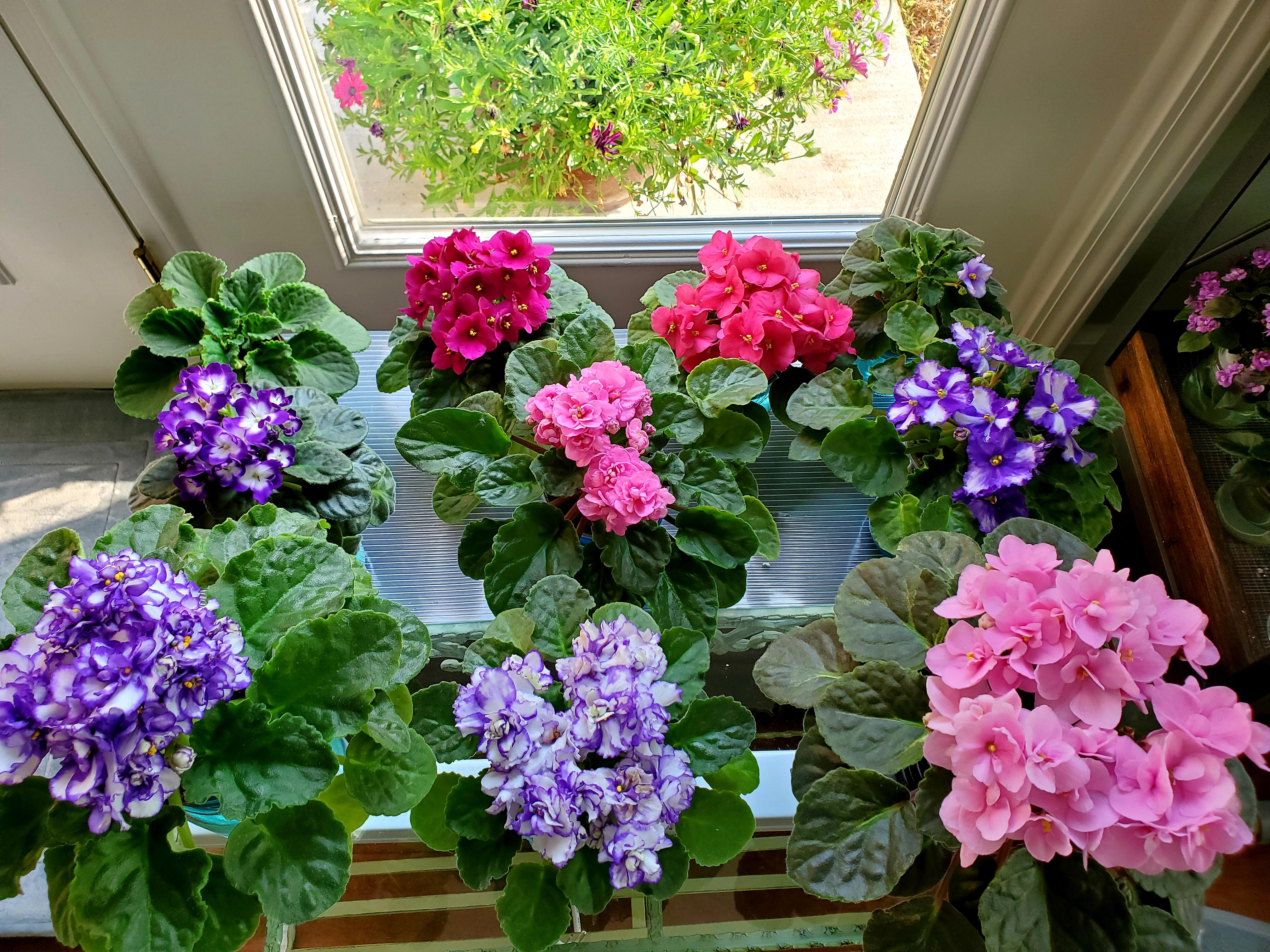 African Flower Planting Seeds Collection - Premium Seeds for Vibrant Blooms