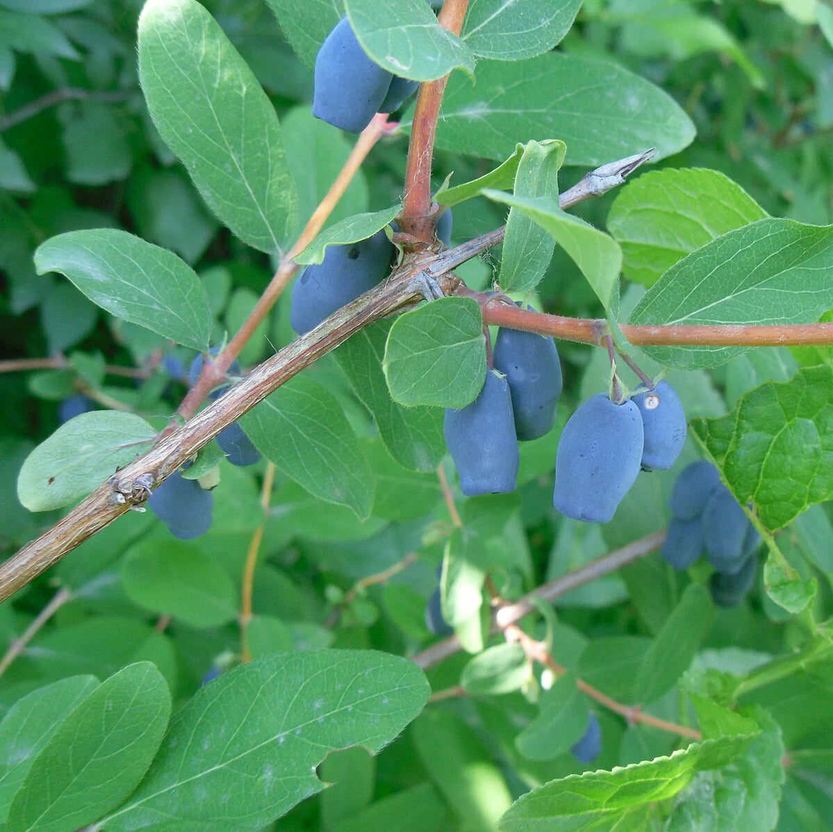 Haskap Fruit Seeds for Planting - Grow Your Own Delicious Haskap Berries