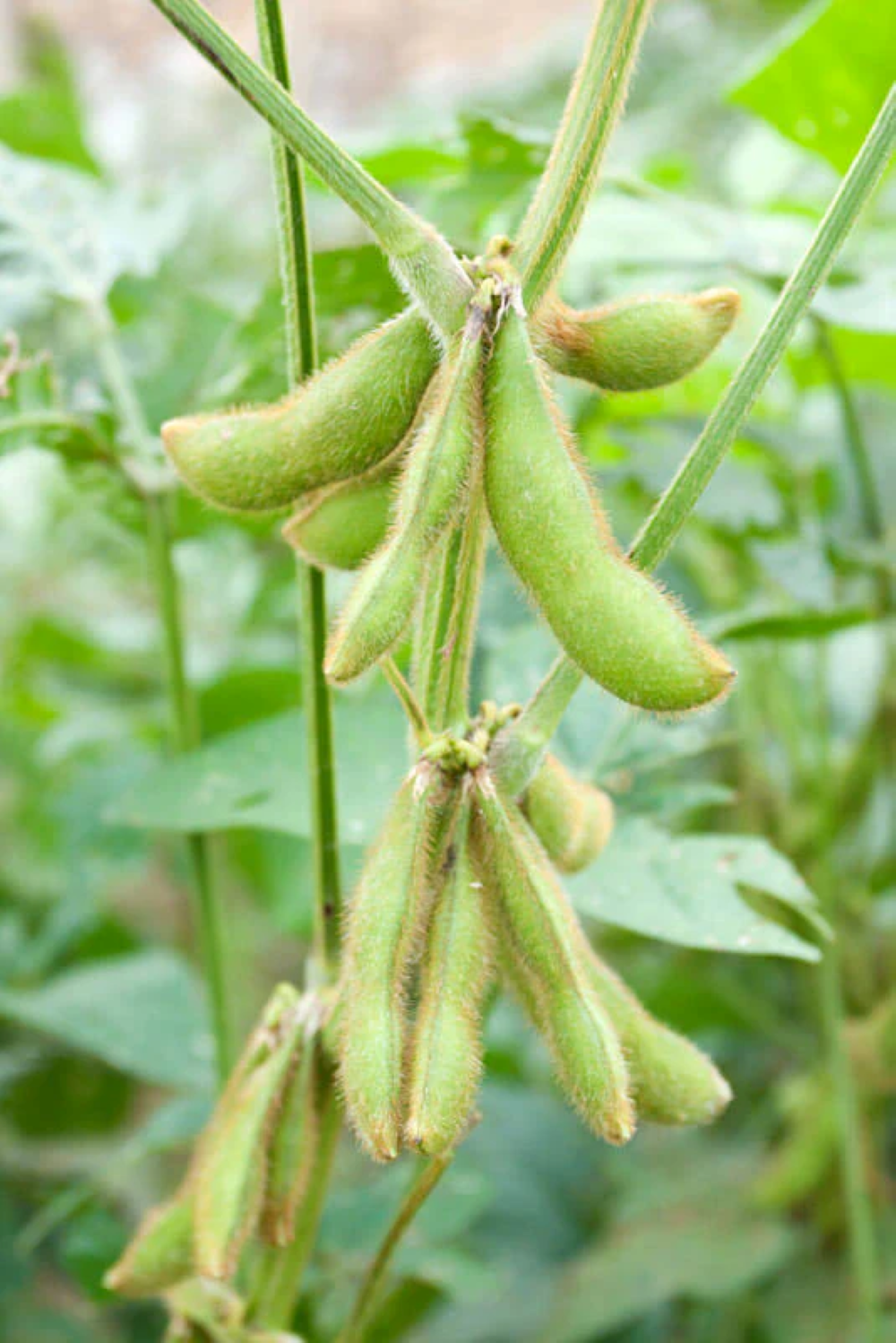 Green Edamame Seeds for Beer Brewing  Planting Seeds