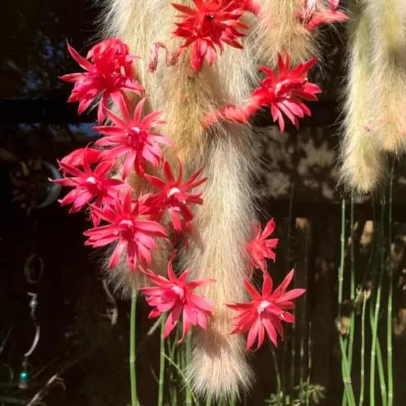 Hildewintera Colademononis- Monkey Tail Cactus - Cactus Flower seeds for Planting - Bright Blooms, Heirloom & GMO Free Seeds for Home Garden