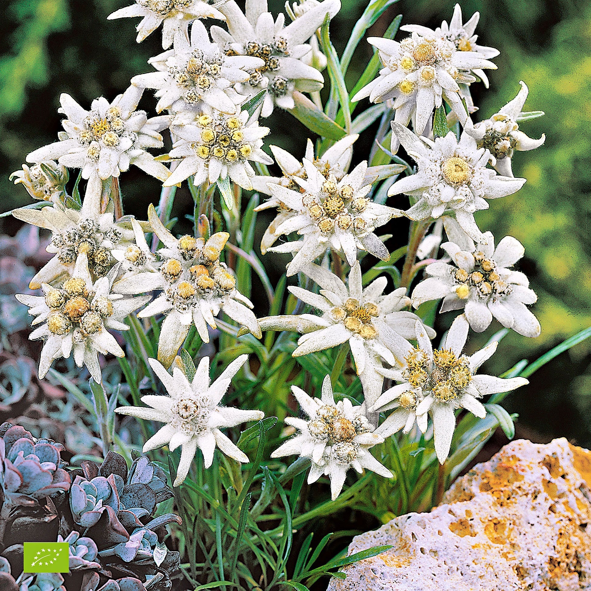 Edelweiss Seeds – White Alpine Ground Flower for Planting