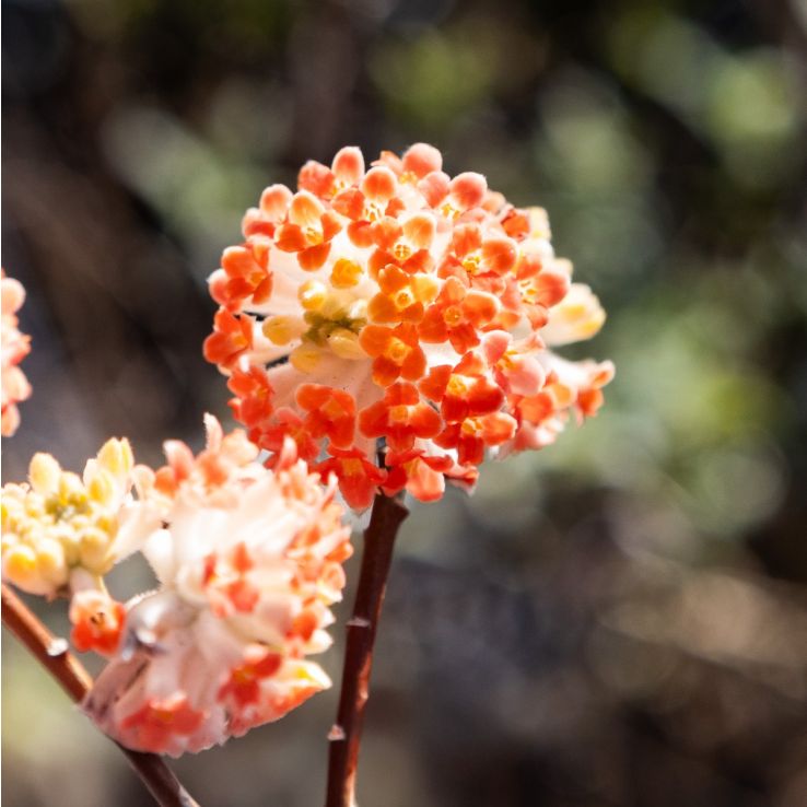 Bright Red Edgeworthia Flower Seeds - Easy Planting