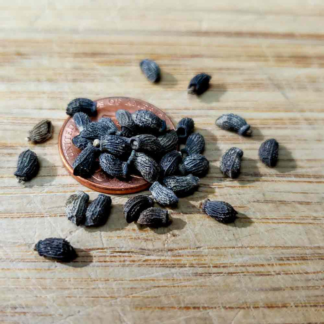 Heirloom Borage Seeds – Edible Herb with Blue Star-Shaped Blooms