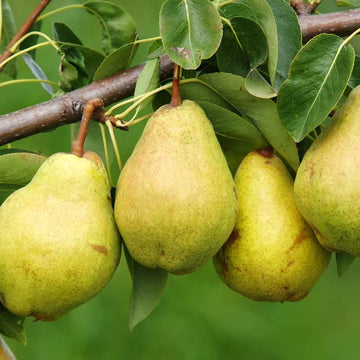 Pear Tree Seeds – Hardy Fruiting Garden Variety