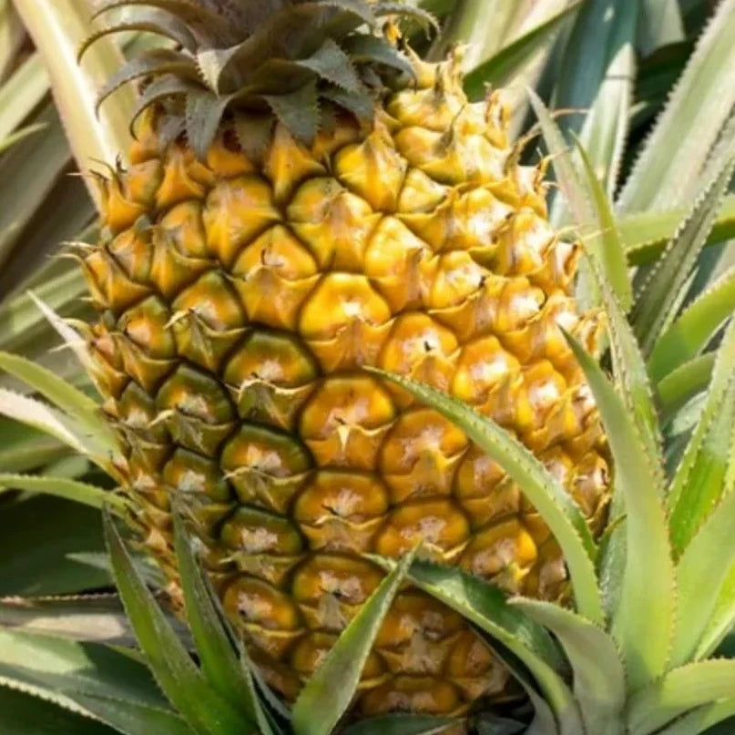 Organic Pineapple Plant Seeds – Tropical Fruit for Balcony & Terrace Gardens