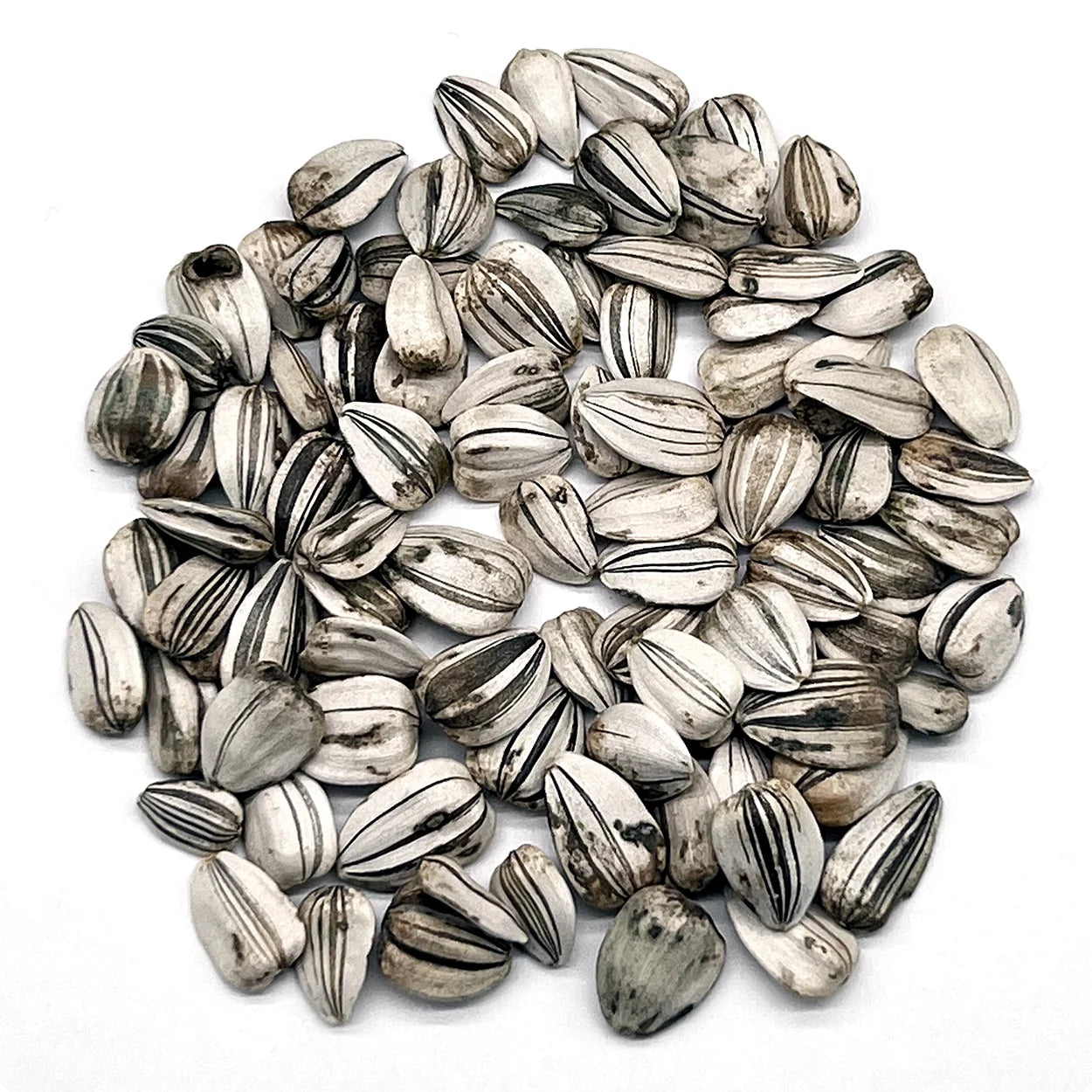 Heirloom Mammoth Sunflower Seeds – Non-GMO Giant Blooms for Pollinators