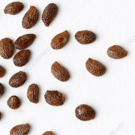 Kiwi Fruit Seeds – Organic Variety for Home and Terrace Gardening