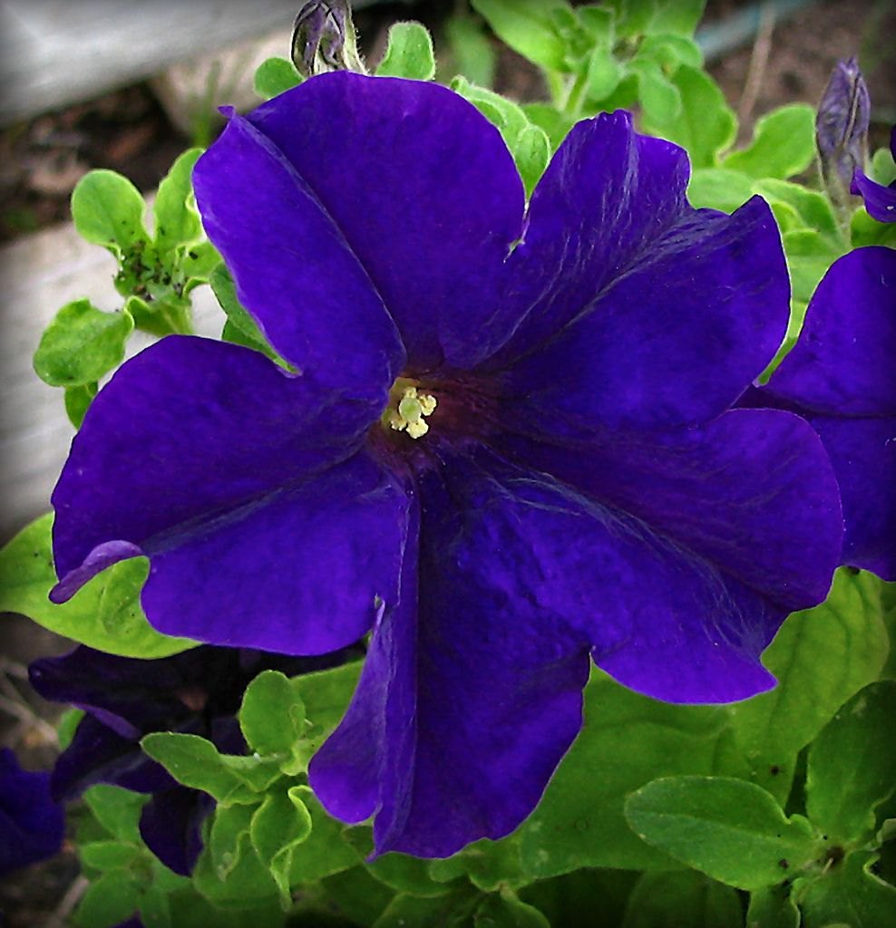 Blue Petunia Flower seeds for Planting - Vibrant Colors, Heirloom & GMO Free Seeds for Home Garden
