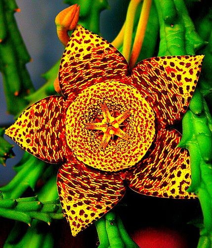 Stapelia Variegata Flower seeds for Planting - Garden Favorite, Heirloom & GMO Free Seeds for Home Garden