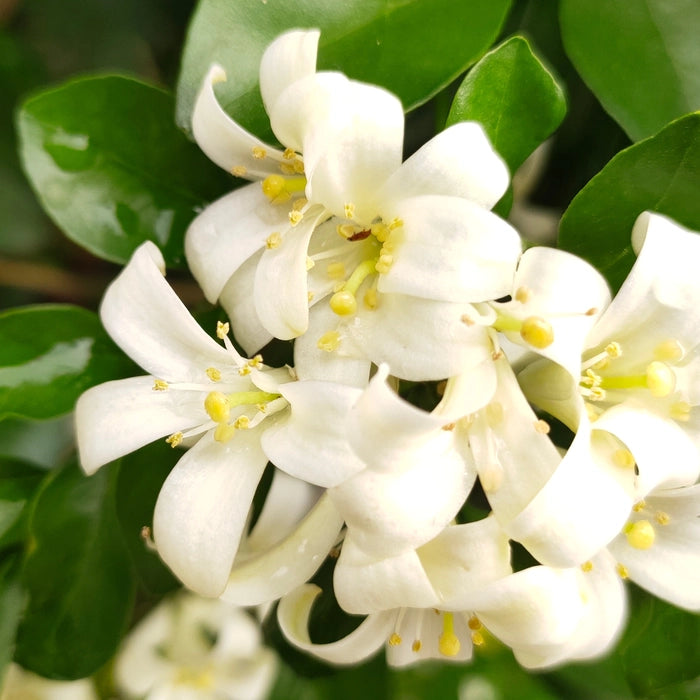 White Murraya Flower seeds for Planting - Hardy Variety, Heirloom & GMO Free Seeds for Home Garden