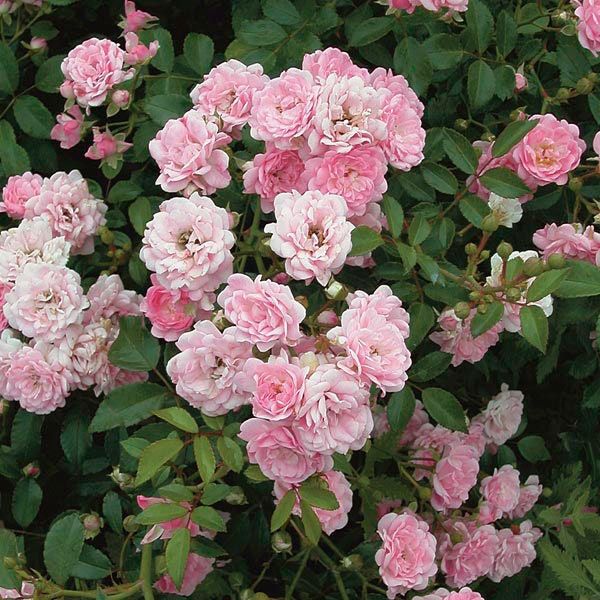Pink Polyantha Flower seeds for Planting - Easy to Grow, Heirloom & GMO Free Seeds for Home Garden