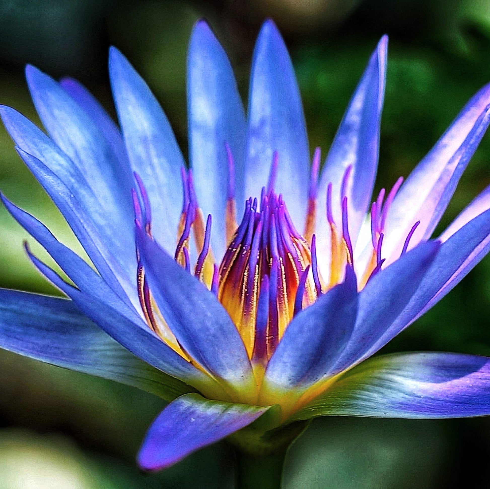 Buy Blue Lotus Seeds Online – Nymphaea caerulea Egyptian Water Lily