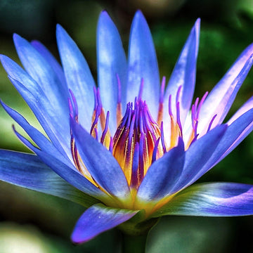 Buy Blue Lotus Seeds Online – Nymphaea caerulea Egyptian Water Lily