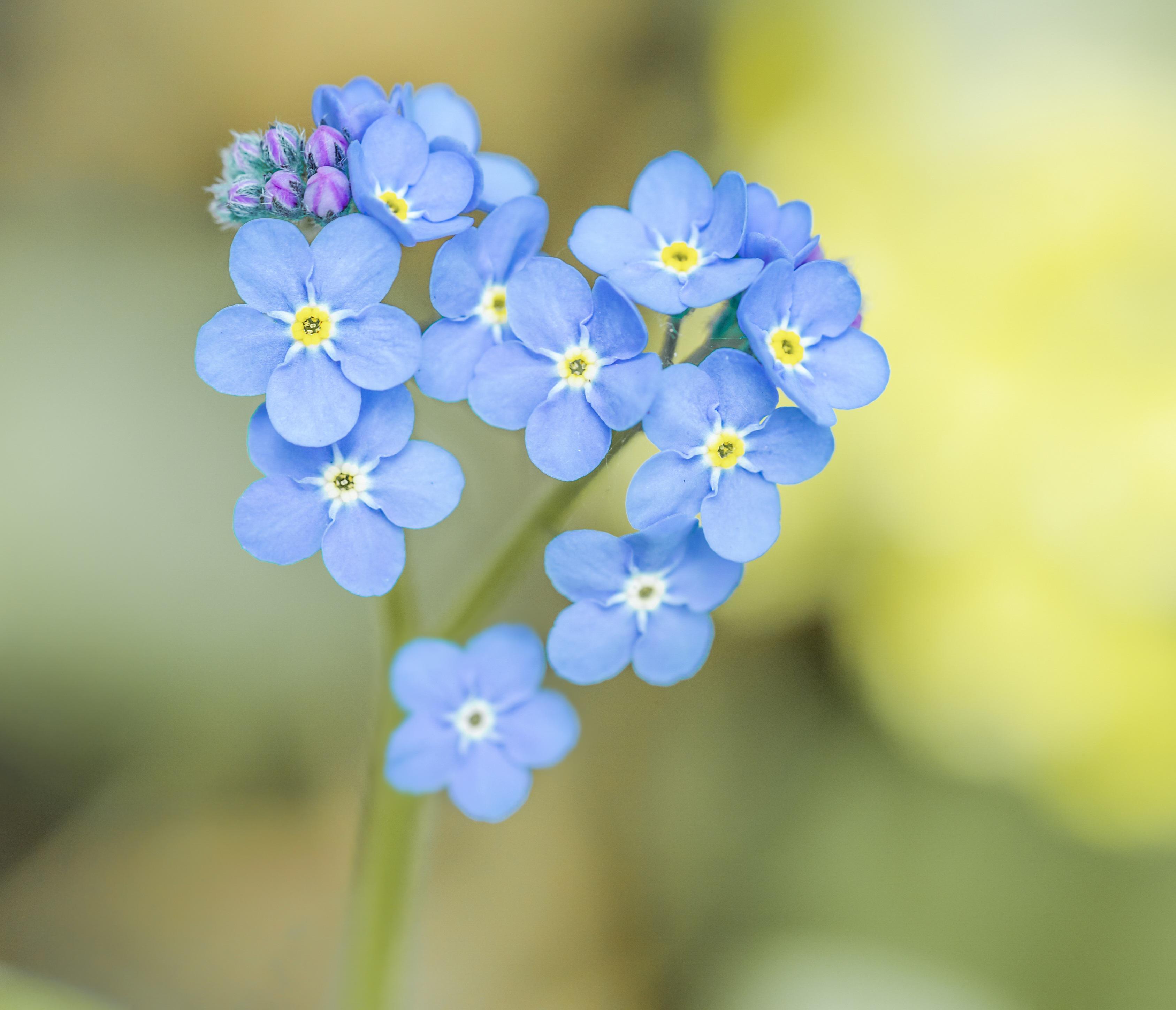 Forget Me Not Flower Planting Seeds - Create Beautiful Gardens with Charming Blooms - Evergrowseeds