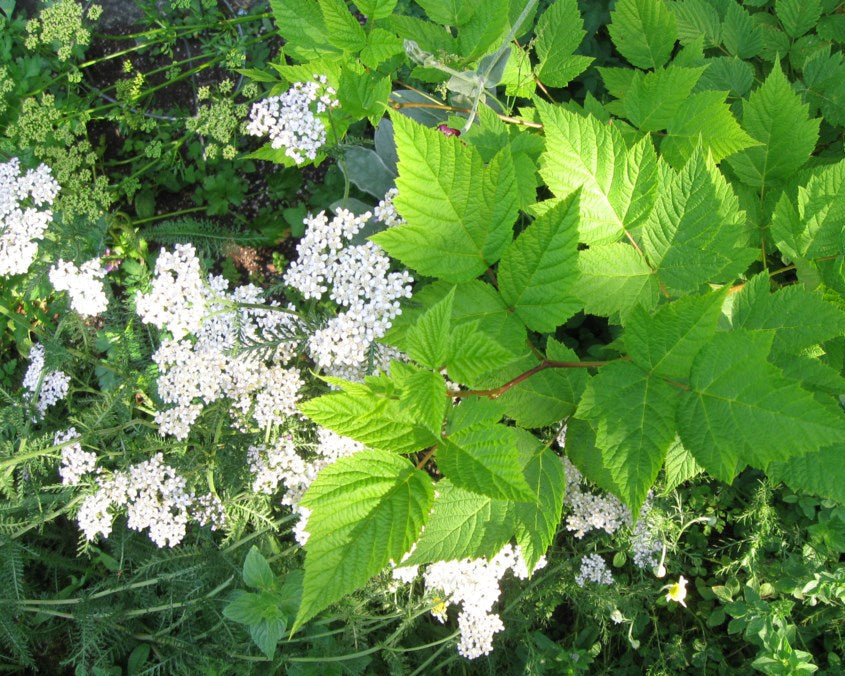 Eiche Flower seeds for Planting - Shade Tolerant, Heirloom & GMO Free Seeds for Home Garden
 
 Sale seeds for planting in home garden