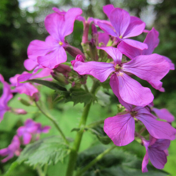 Night Scented Stock Seeds Flower seeds for Planting - Pollinator Friendly, Heirloom & GMO Free Seeds for Home Garden