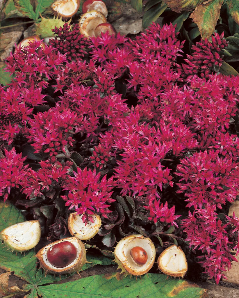 Sedum Spurium Flower seeds for Planting - Easy to Grow, Heirloom & GMO Free Seeds for Home Garden