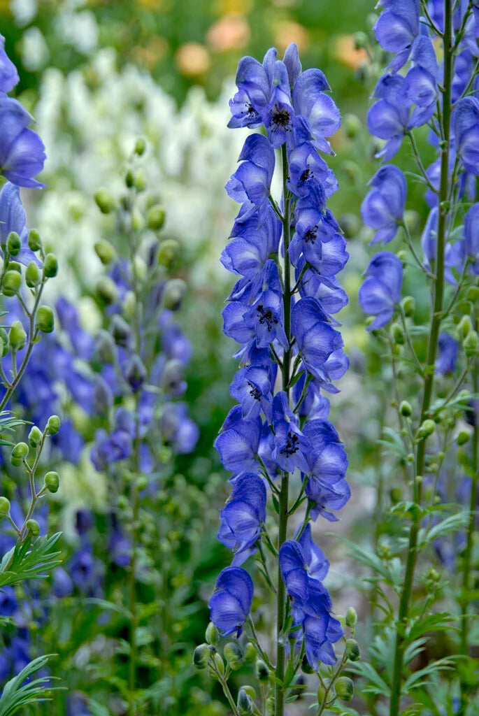 Blue Aconitum Napellus Flower seeds for Planting - Premium Quality, Heirloom & GMO Free Seeds for Home Garden