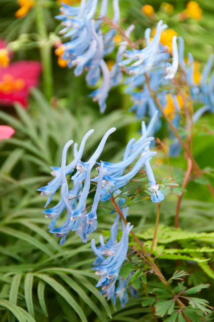 Blue Swan Flower seeds for Planting - Compact Growth, Heirloom & GMO Free Seeds for Home Garden