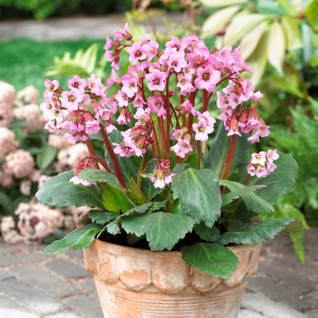 Mixed Bergenia Cordifolia Flower Planting Seed for Plantings for Planting - Perennial Seed for Plantings for Planting fo