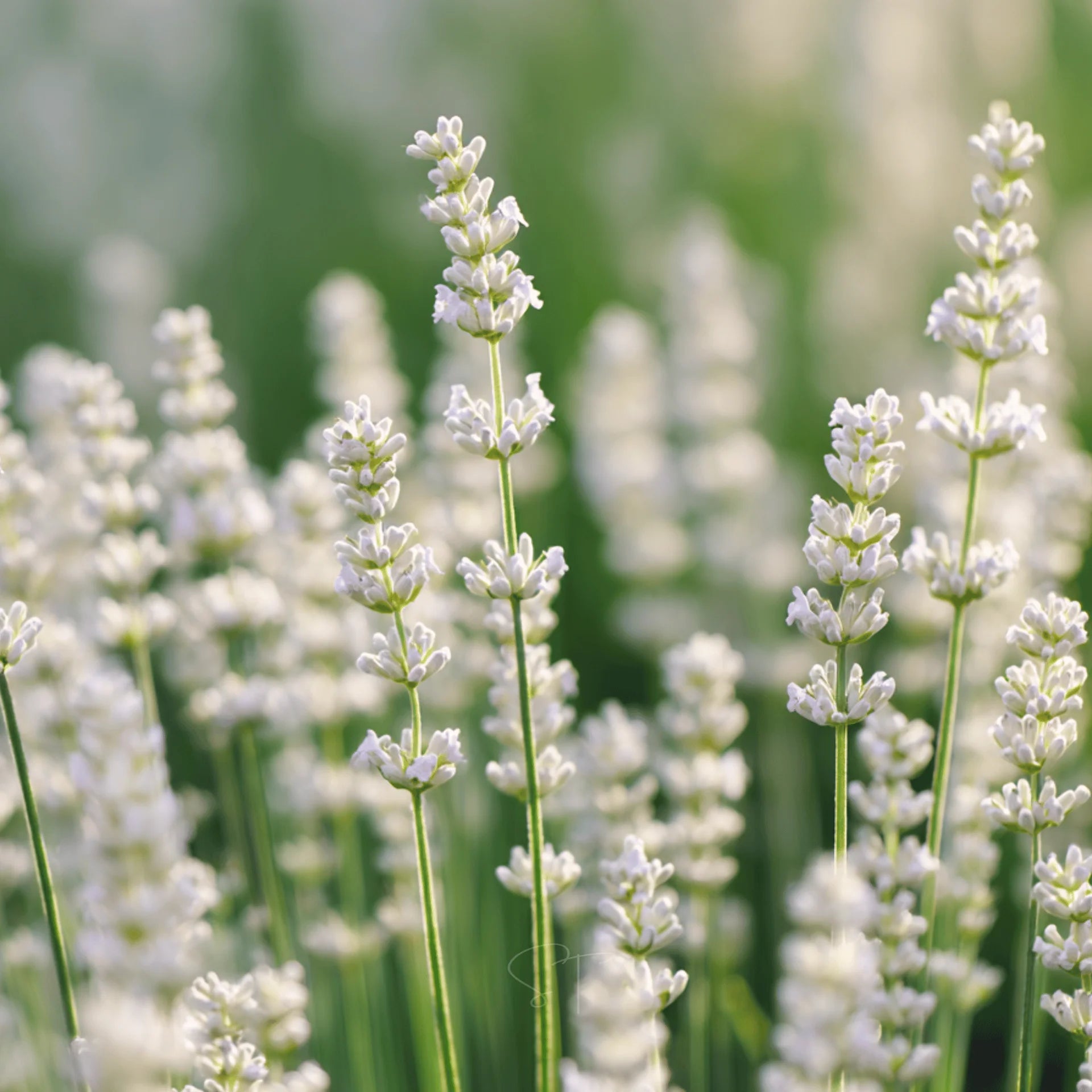 Lavender Flower seeds for Planting - Premium Quality, Heirloom & GMO Free Seeds for Home Garden