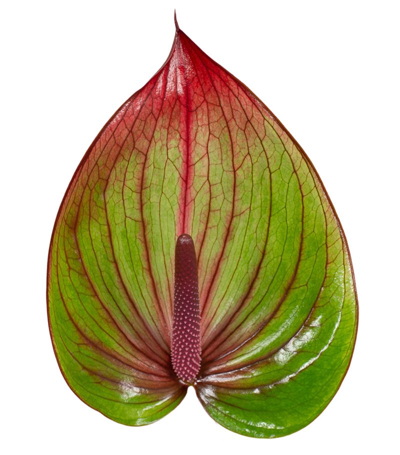 Green-Pink Anthurium Flower seeds for Planting - Colorful Display, Heirloom & GMO Free Seeds for Home Garden