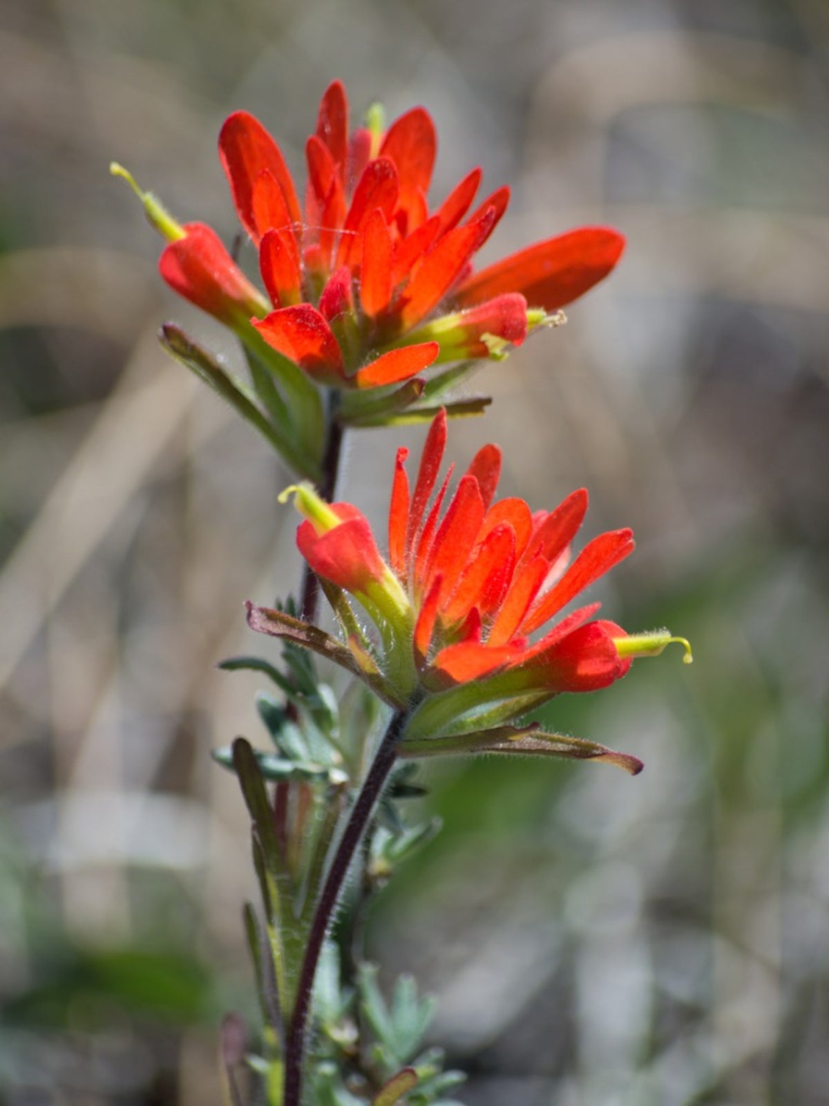 Castilleja Flower seeds for Planting - Seasonal Bloomer, Heirloom & GMO Free Seeds for Home Garden