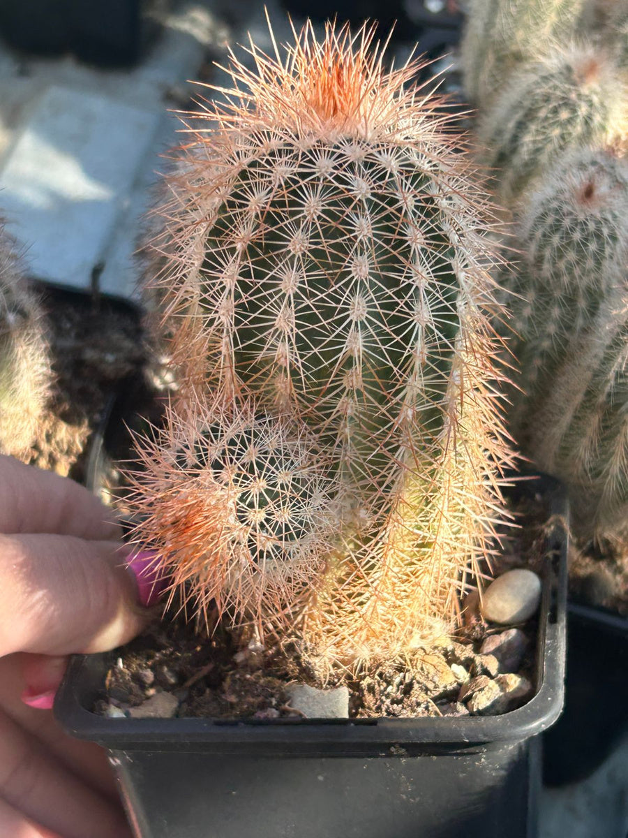Red Echinocereus Russanthus Flower seeds for Planting - Premium Quality, Heirloom & GMO Free Seeds for Home Garden