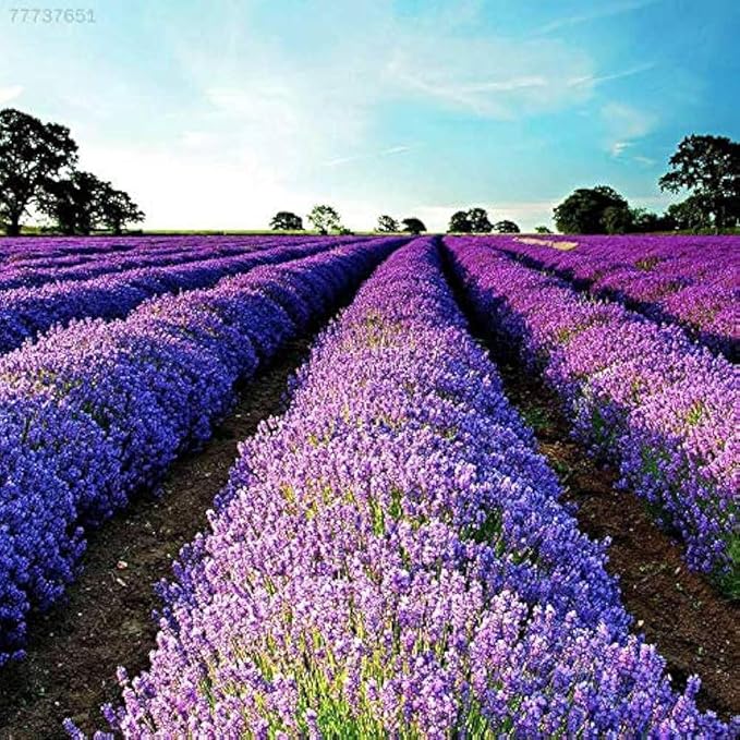 English Lavender evergreen foliage grown from seeds