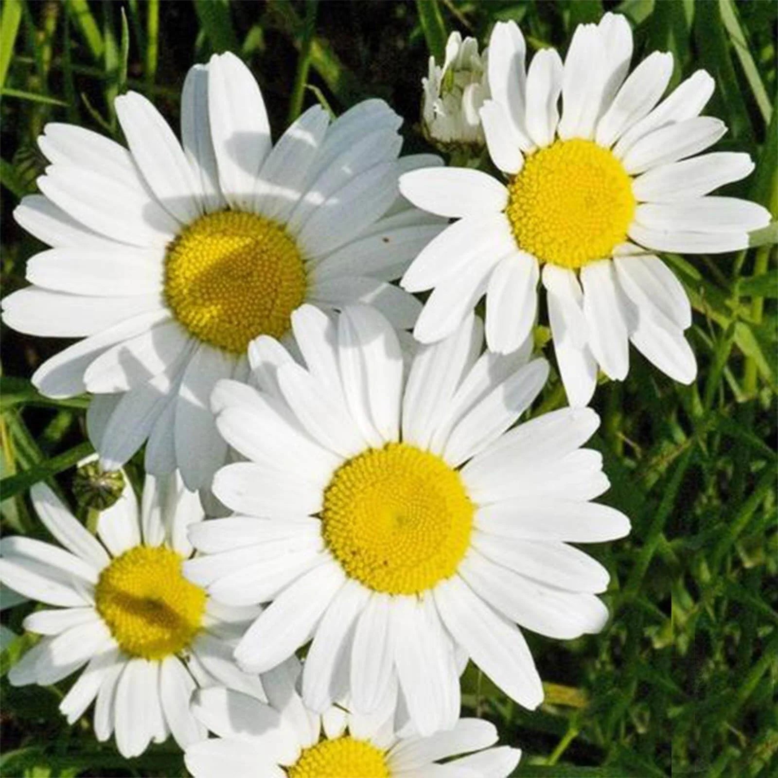 White Leucanthemum Flower seeds for Planting - Drought Tolerant, Heirloom & GMO Free Seeds for Home Garden