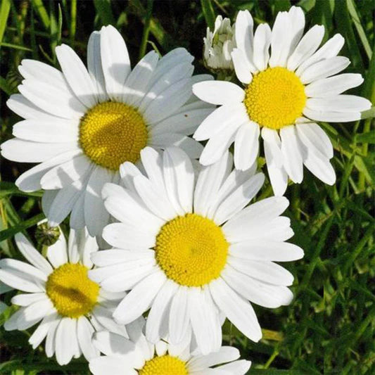 White Paludosum Flower seeds for Planting - Cut Flower Favorite, Heirloom & GMO Free Seeds for Home Garden