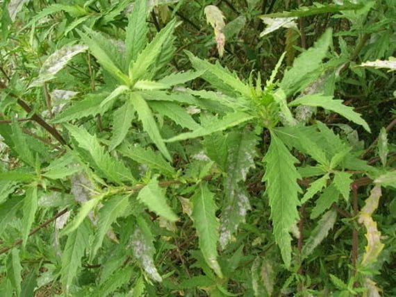 Close-Up of Epazote Leaves in Garden Setting