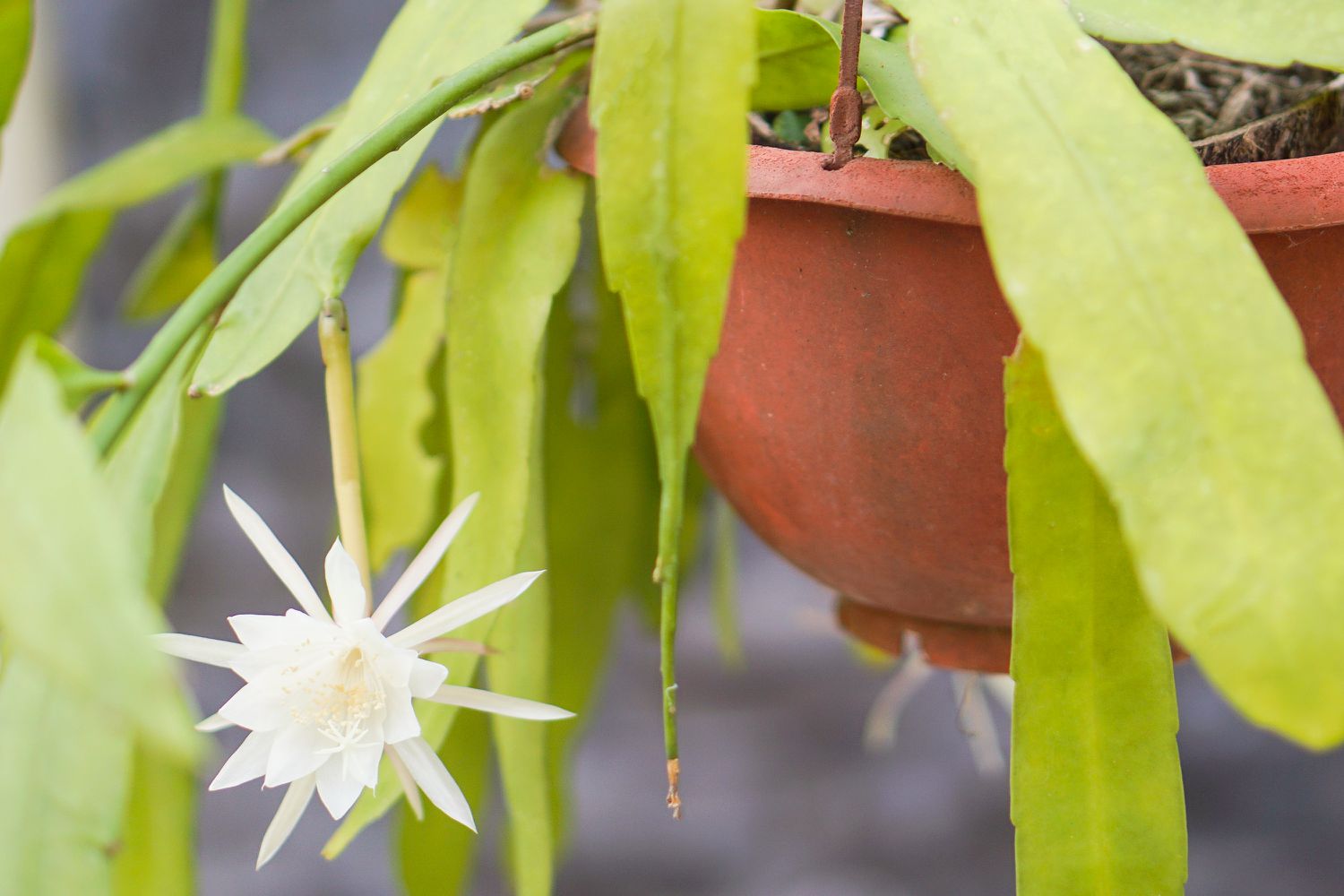 White Violet Epiphyllum Flower seeds for Planting Perfect for Borders Heirloom & GMO Free Seeds for Home Garden