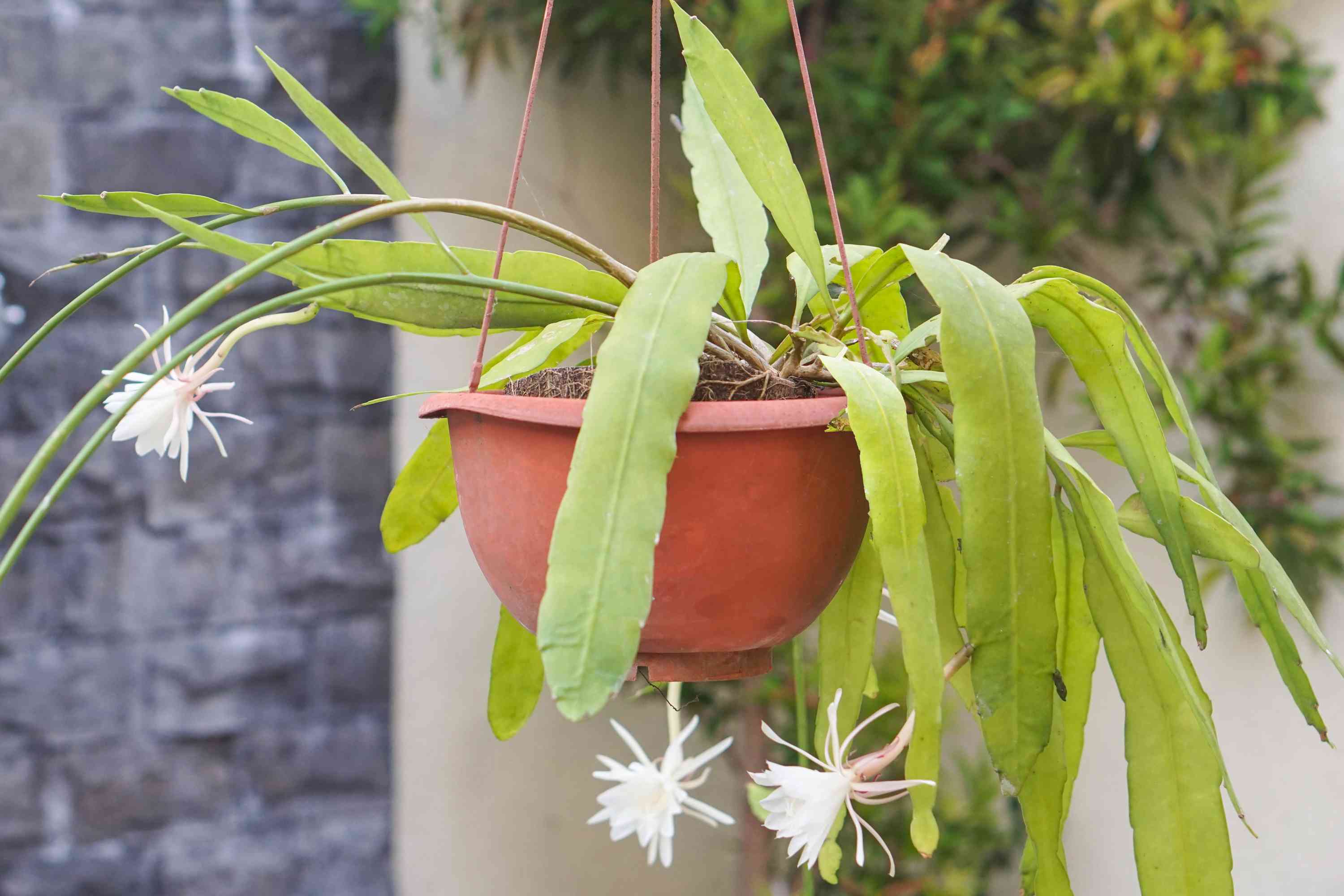 White Violet Epiphyllum Flower seeds for Planting Perfect for Borders Heirloom & GMO Free Seeds for Home Garden