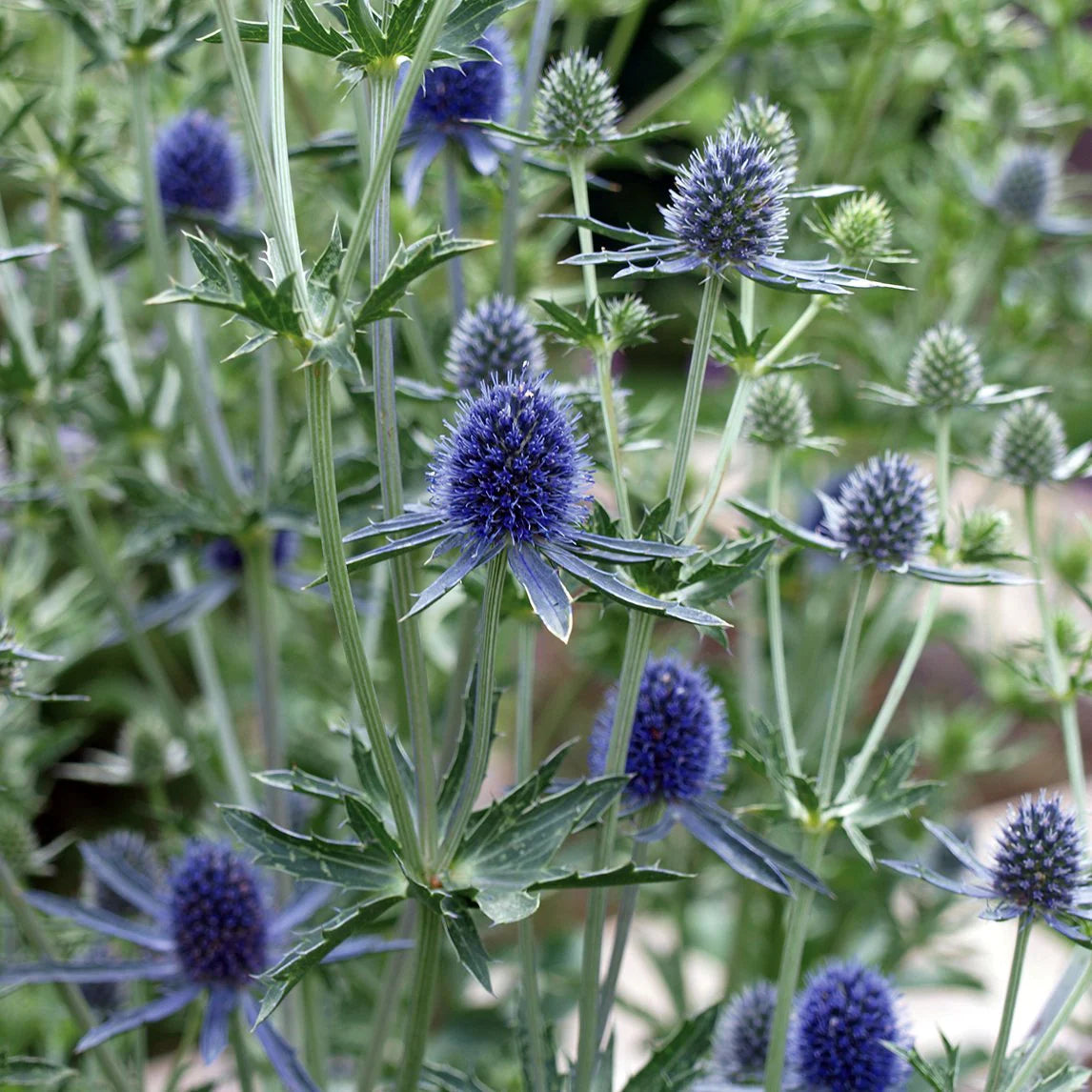 Eryngium Flower seeds for Planting - Colorful Display, Heirloom & GMO Free Seeds for Home Garden