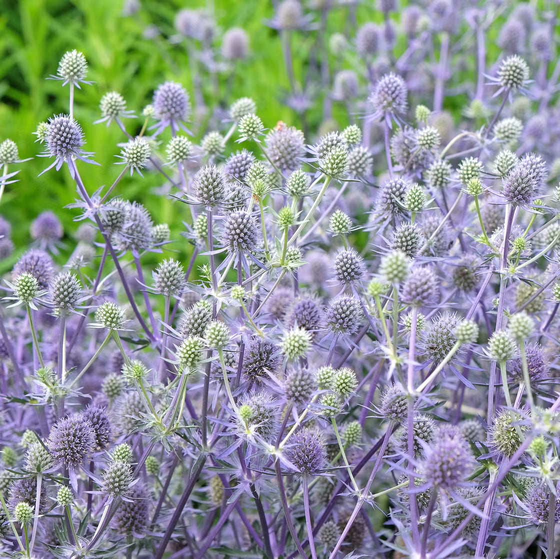 Eryngium Planum Flower seeds for Planting - Easy to Grow, Heirloom & GMO Free Seeds for Home Garden