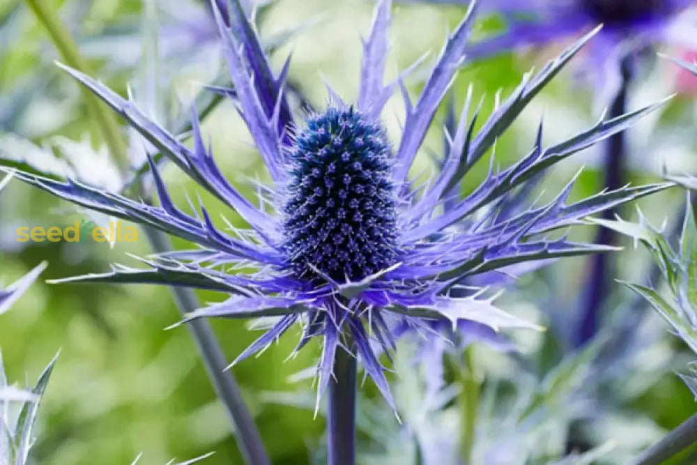Eryngium Seeds Collection For Easy Planting Plant Seeds