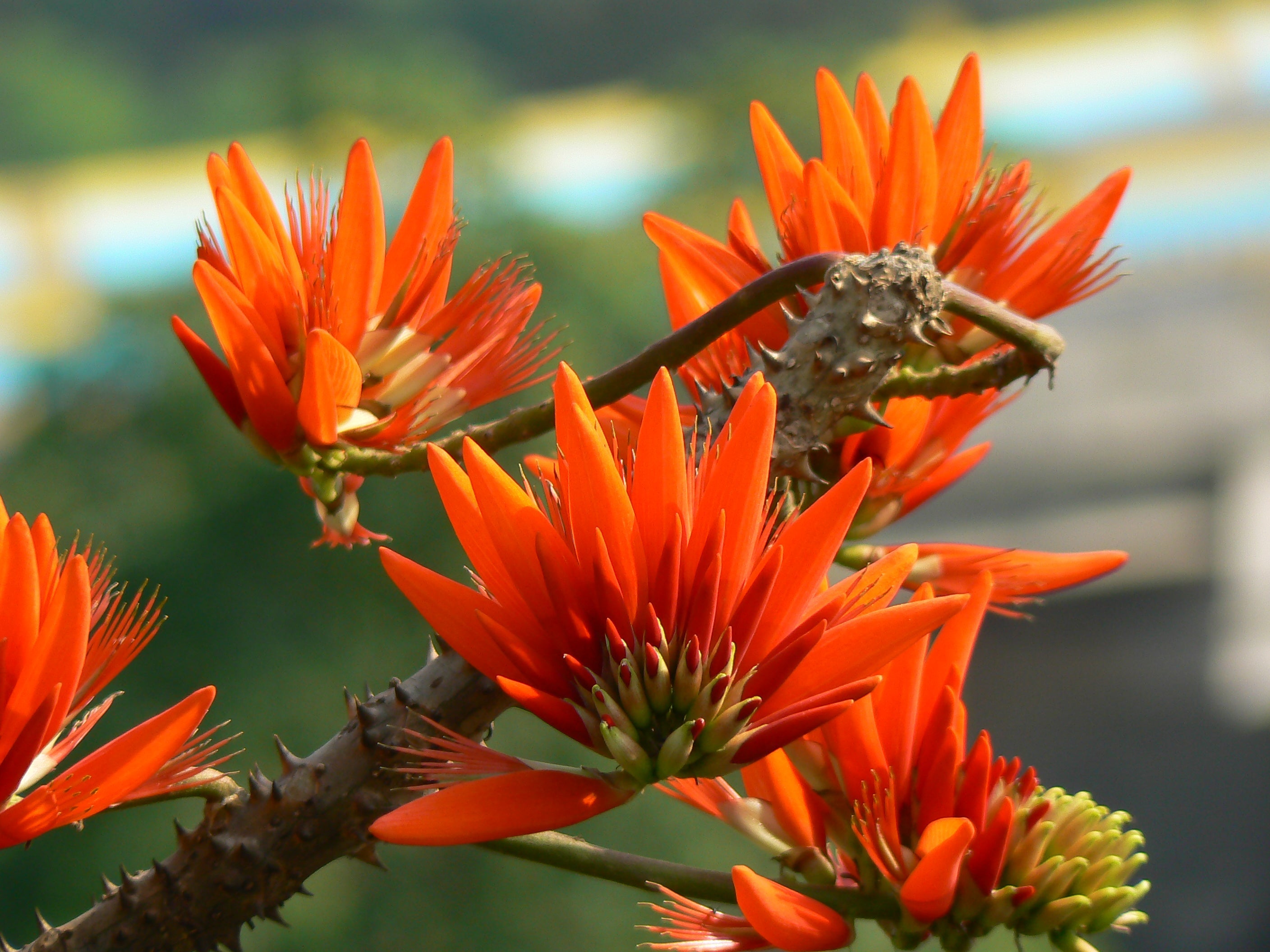 Erythrina Berteroana Seeds for Planting